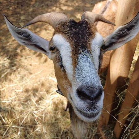 מלון פילישסנטקרסט Jurta Az Erdo Mellett Dezsaval-Keresz-Tanya מראה חיצוני תמונה